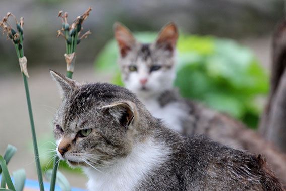 我が家のニャンコ♪2014/04/17-2