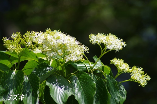 フラワーセンター大船植物園にて