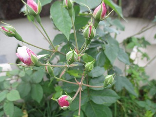 IMG_3932ss.jpg