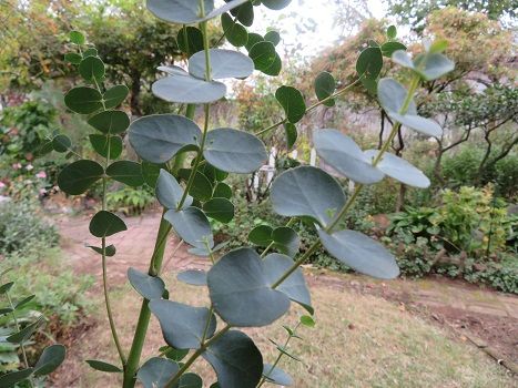 ユーカリ植えたみたら 千日紅とドライフラワーに 静かな時が流れる 風の庭 楽天ブログ