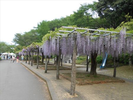 蓮華寺池公園　藤の花