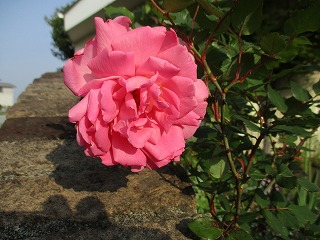 IMG_0316ss.jpg