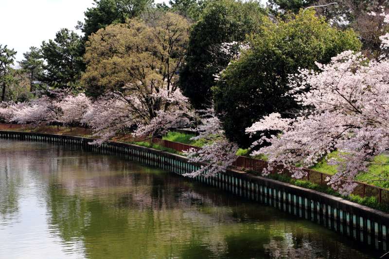 ２ ９８４ 桜便り Huちゃん 写真日記 楽天ブログ