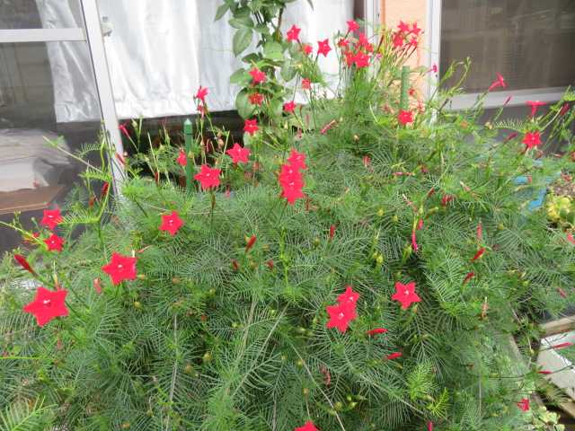 縷紅草 ルコウソウ サボテンの花 写真あり 私の好きな花 楽天ブログ