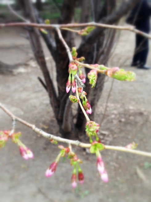 ○sakura260427_1.jpg