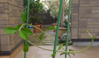 フォッケア12-6ｰ1