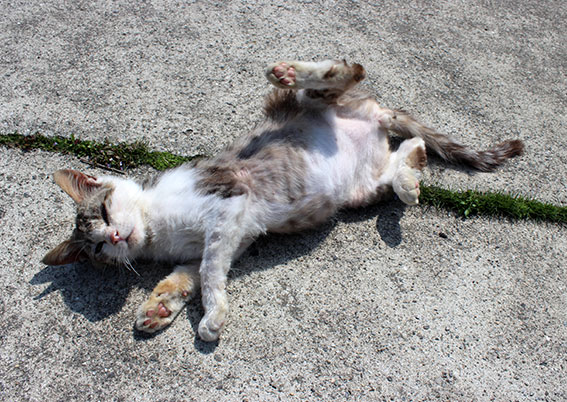 我が家のニャンコ♪2014/04/24-3