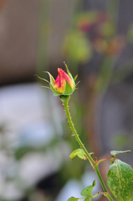 E・薔薇.jpg