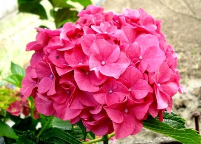 梅雨を呼ぶ紫陽花の花 花と蕎麦とリハビリと 楽天ブログ