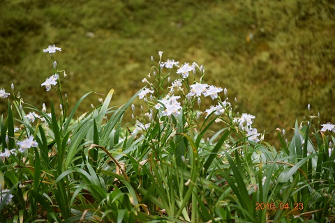 DSC_0420.JPG