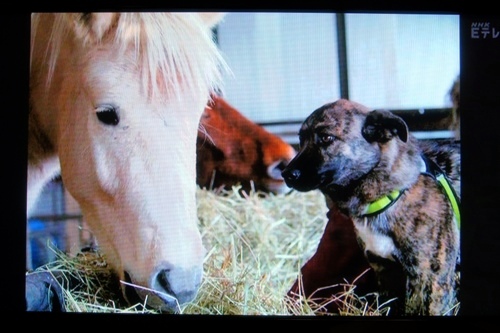 エクレウス牧場 ドロ