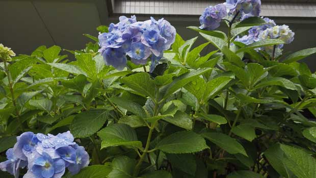 雨の紫陽花2.jpg