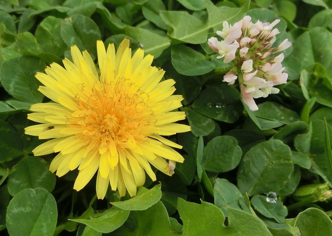 よく似た花 タンポポ ノゲシ 花の違い だい のひとりごと 楽天ブログ