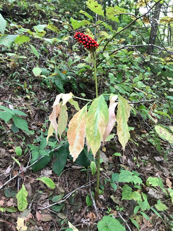 rblog-20181004151141-05.jpg