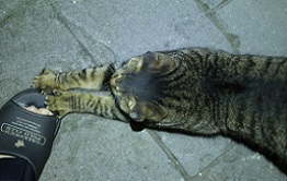 5DA_0750-5.jpg