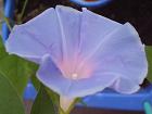 2013年７月30日朝顔開花