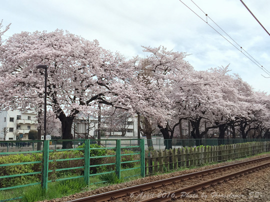 20160406CherryBlossom