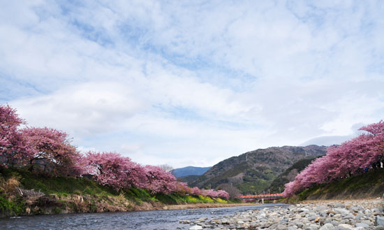 桜２