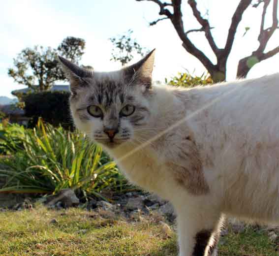 我が家のニャンコ♪2013/11/19-3