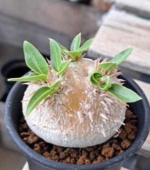 パキポディウム、デンシフローラム。陽も射さないのに順調だなあ