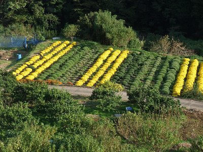 20121020ざる菊サブ会場