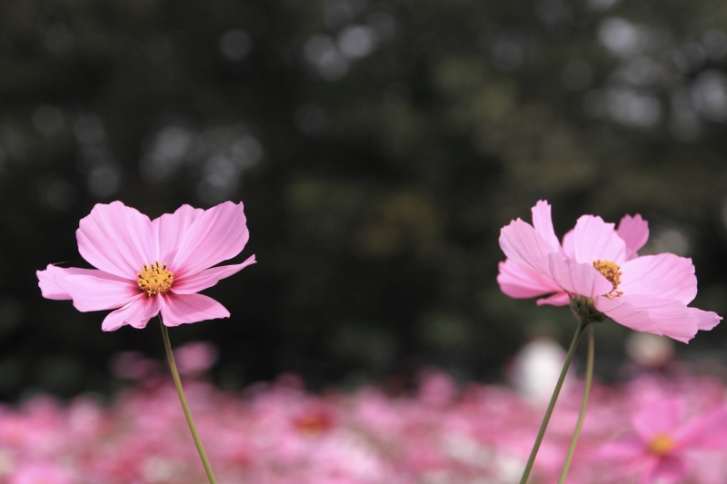 武庫川コスモス園_002.jpg