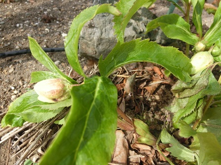 クリスマスローズ