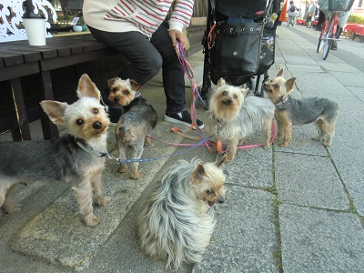 犬おでかけ 滋賀県 どらちゃん お出かけですよ 犬と旅行記 楽天ブログ