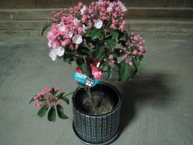 カルミヤ用の植木鉢