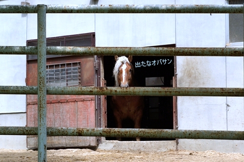 遠野　馬