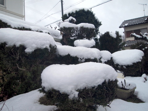 イチイの木と雪