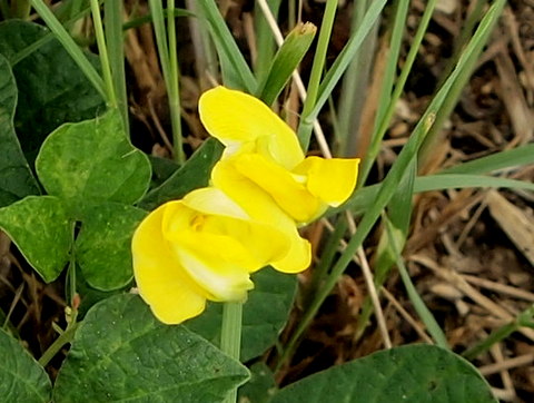 ノアズキの花。拡大