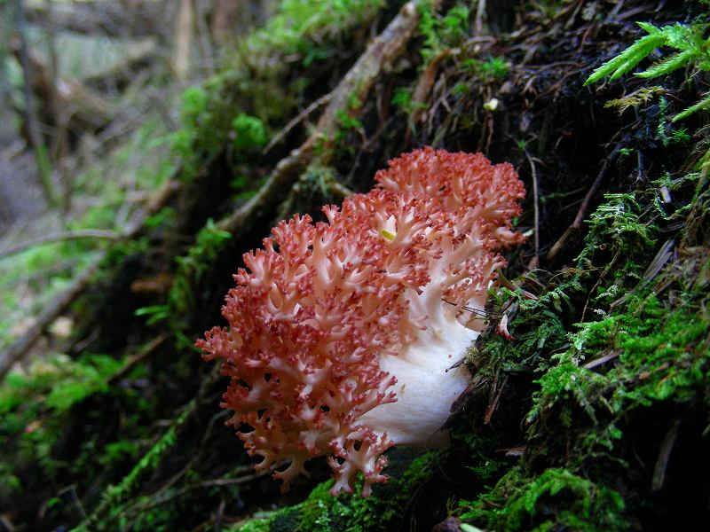 DSCN3378.jpg