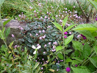 P1250825ss.jpg