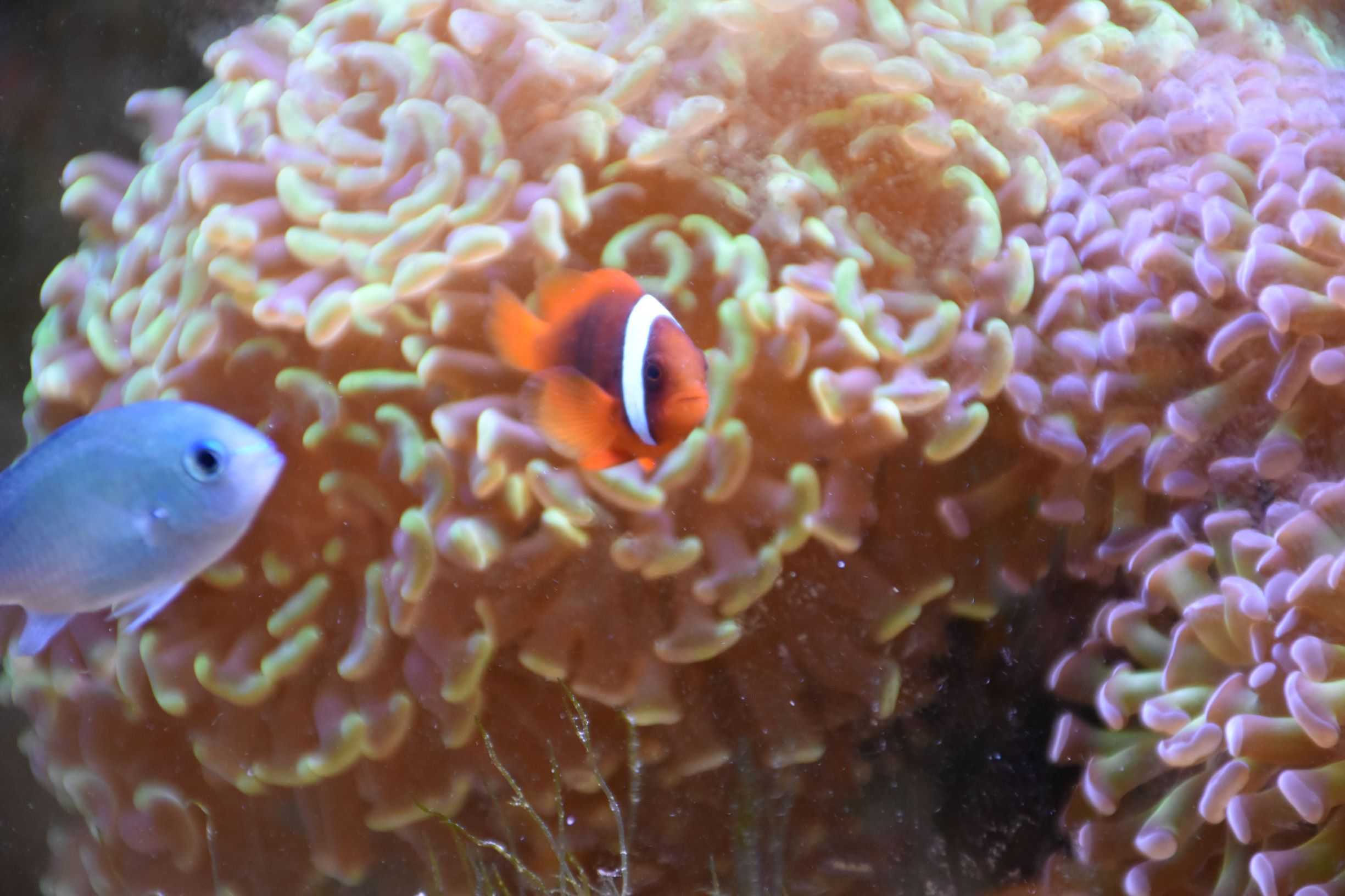 海水魚 2代目 蒼いイナズマ 楽天ブログ 海水魚 2代目 蒼いイナズマ 楽天ブログ