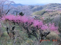 花見三.jpg