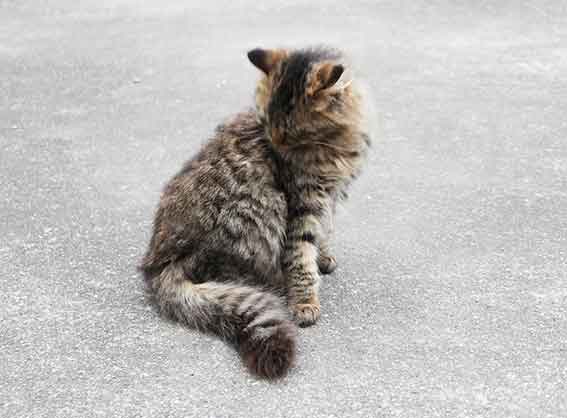 我が家のニャンコ♪2015/12/07-3