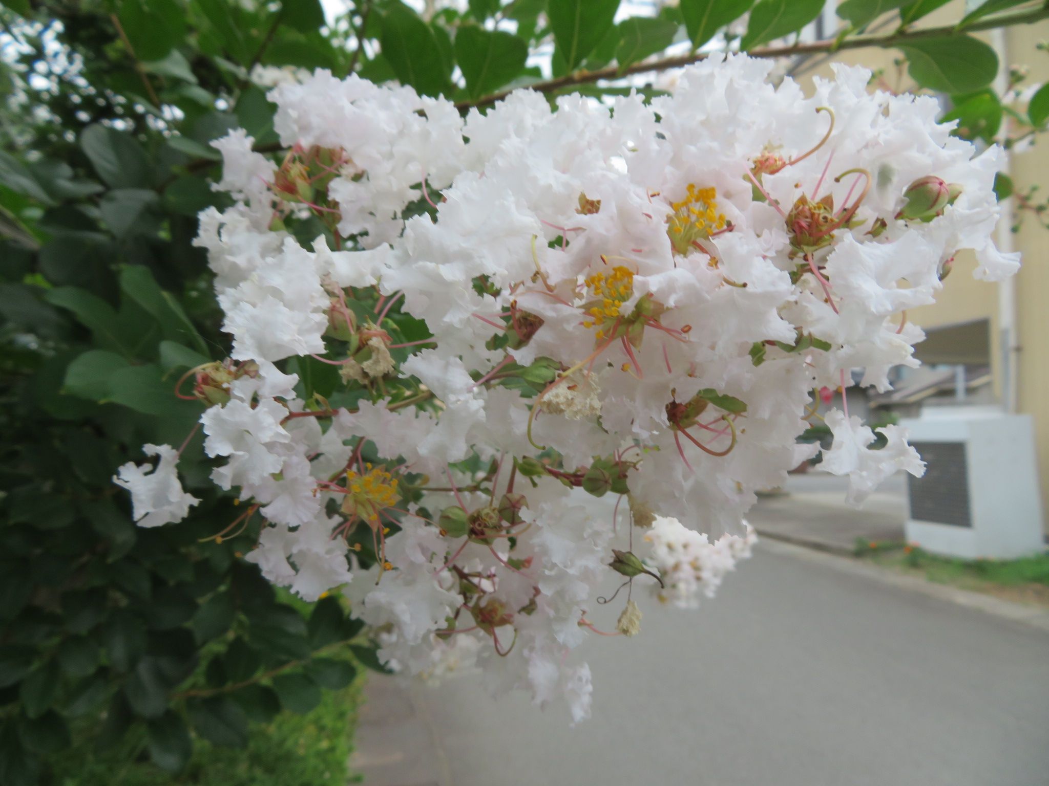 サルスベリ 白は珍しい 私と陶芸 楽天ブログ