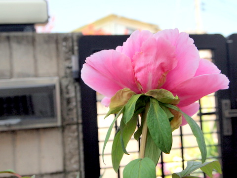 牡丹の花の裏側