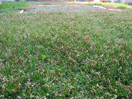 芝生の花粉飛散がこんなに酷いと思わなかった 緑の温もりを感じる庭づくり 北限のクラピア 楽天ブログ