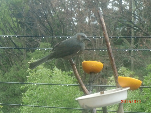 春の風景と小鳥たち 041.jpg