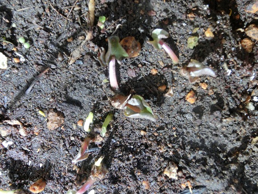 ヒメリュウキンカ