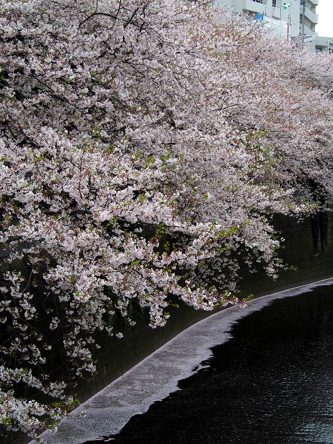 P4080040.jpg