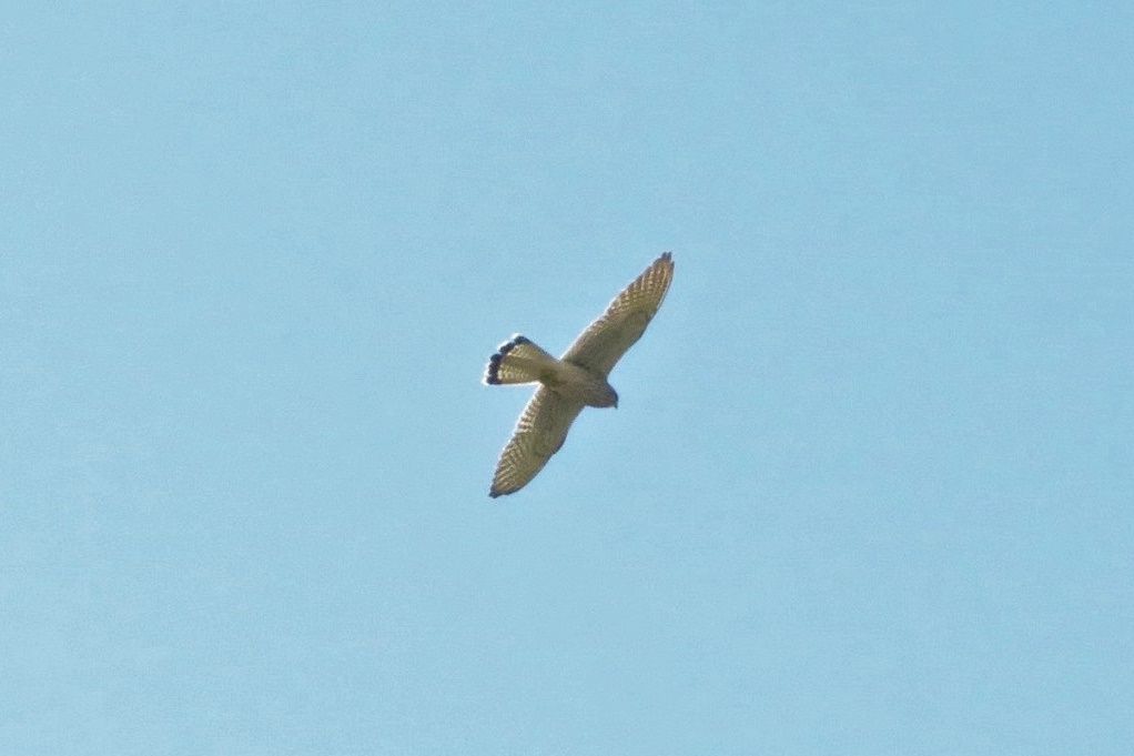 川沿い散歩で撮った鳥２ チョウゲンボウ ノスリ ダイサギ 大分金太郎の花鳥蝶月 楽天ブログ