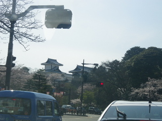 sakura002