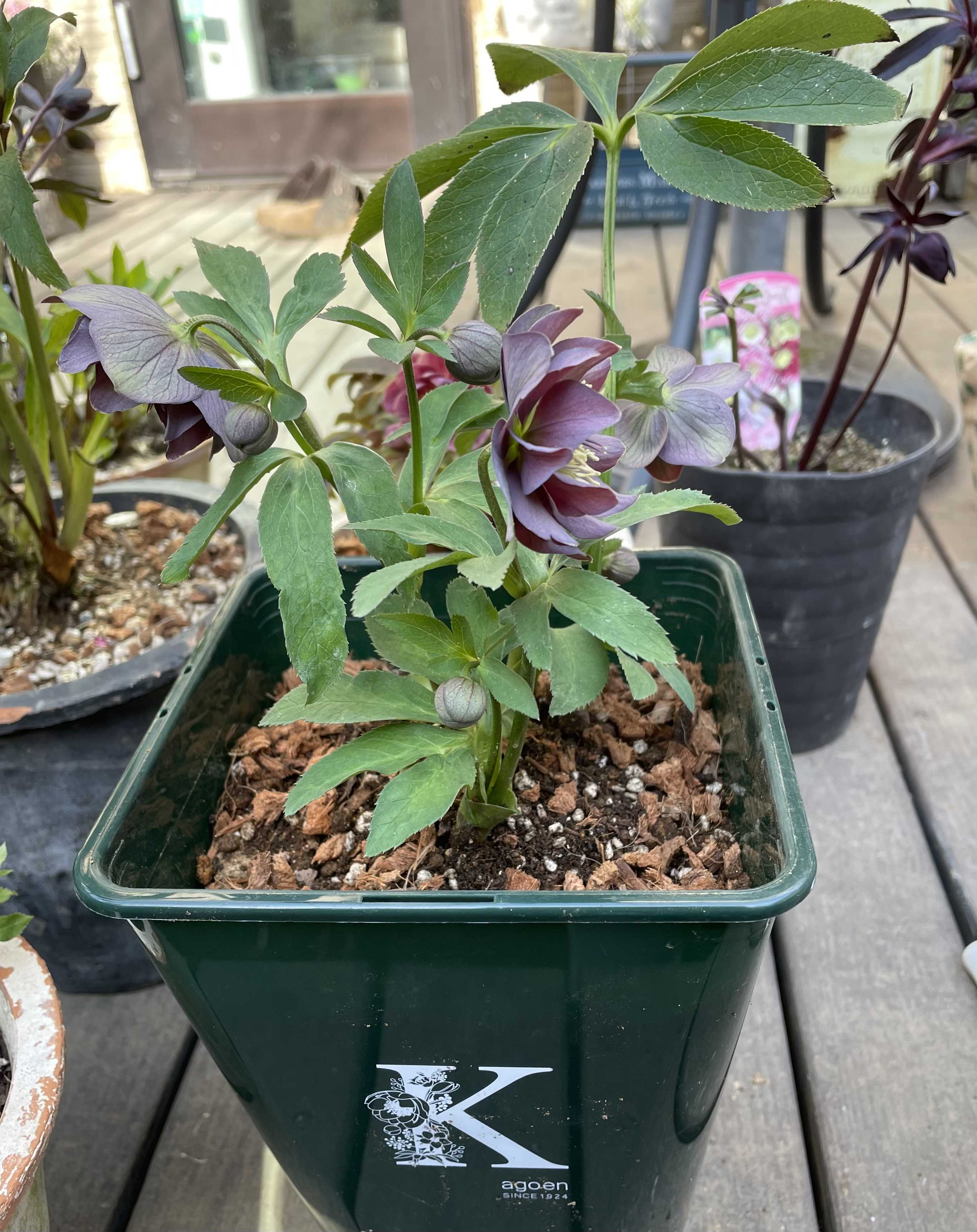クリスマスローズ植え替えとリトルビーストの開花 | jupiterの クリスマスローズ植え替えとリトルビーストの開花 | jupiterの