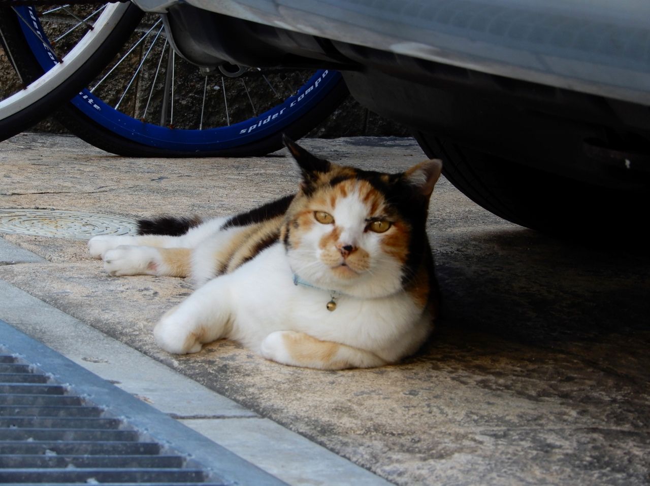 しばし 浮き世の柵を忘れる の巻 人さまのネコ 楽天ブログ