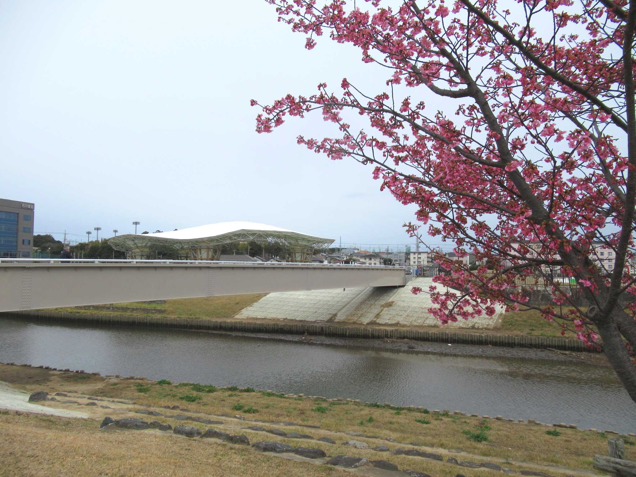 今之浦公園の河津桜が見頃でしたよ～（^o^）♪ | かにゃかにゃガーデン - 楽天ブログ