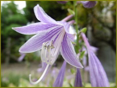 ８月16日 擬宝珠の花は清かに咲きにけり 花の歳時記 天南星の魅力 山野草 楽天ブログ