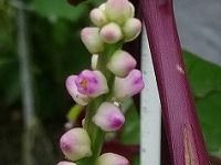 ９月２５日の誕生花 ツルムラサキ 蔓紫 の花言葉 頼りにします つぼみのような花に 頼りすぎ 弥生おばさんのガーデニングノート 花と緑の365日 楽天ブログ